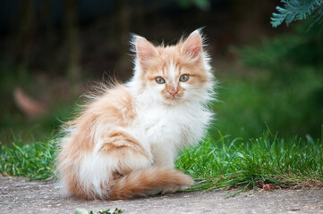 Naklejka na ściany i meble A little orange and white kitten stands on a path in the garden and looks at the camera