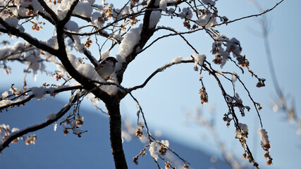 House Sparrow perched in a snow covered tree in a garden, England, United Kingdom