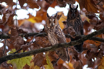 Bubo virginianus, Great horned owl, hoot owl