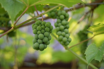 bunch of grapes on vine