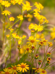 Obraz premium yellow flowers