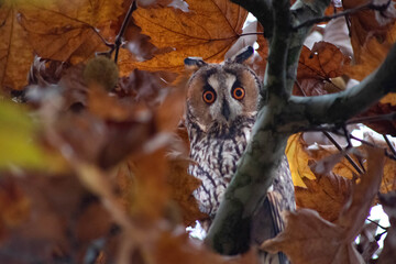 Bubo virginianus, Great horned owl, hoot owl