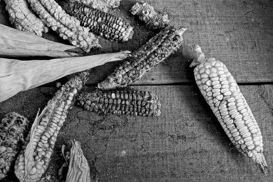 mazorca de ma&iacute;z