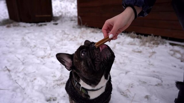 French bulldog black close up licks a treat and then eats it from human hands in a snow covered outdoor park