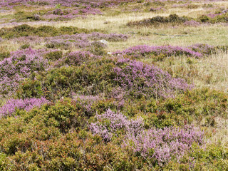 Paysage de colline recouvert de bruyère ou callune (Calluna vulgaris) aux petites fleurs roses