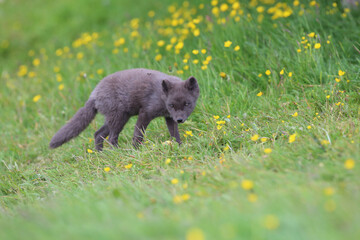 ute cub of an arctic fox (Alopex lagopus beringensis) on a background of bright green grass in a cool polar summer
