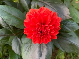 red dahlia flower