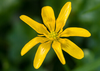 Single Celandine