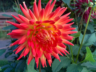 red dahlia flower 