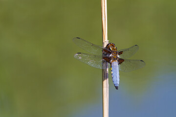 A male Broad bodied Chaser dragonfly (Libellula depressa) resting on a dead twig against a blurred natural background. Slovakia