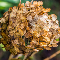 Decaying Bracts