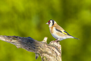 A stunning Goldfinch (Carduelis carduelis) perched on a branch