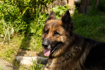 German shepherd dog. The dog lies on grass in the shade near the house.