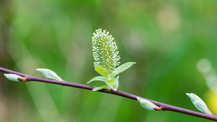 Willow Tree Catkin
