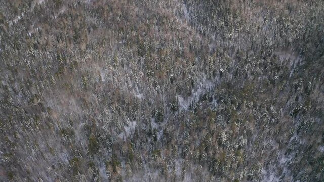 Taiga coniferous forest in Siberia in sunny weather.