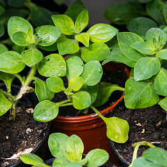 Petunia Seedlings