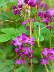 Fototapeta premium pink and purple flowers