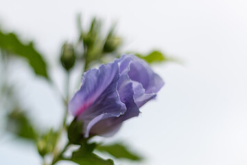 closeup of a beautiful purple flower with a white background and some place for text.