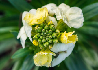 Obraz premium Budding Wallflower