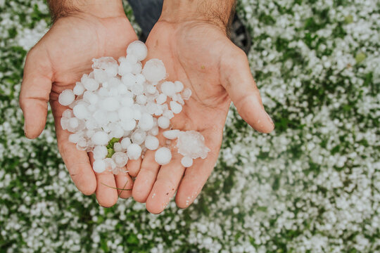 Large hail in human hands on the green grass background.