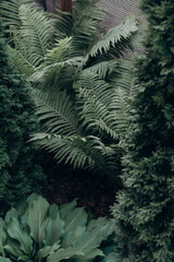 beautiful plants in the garden in summer