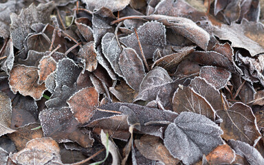 Frosty dry brown leaves, nature pattern background