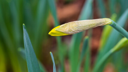 Daffodil Dawn