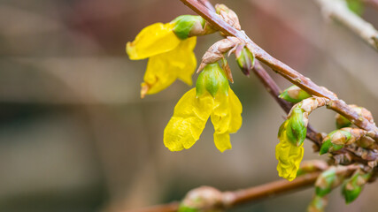 Forsythia Flowers