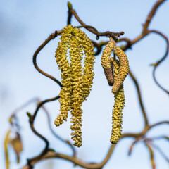 Catkins