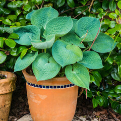 Hosta