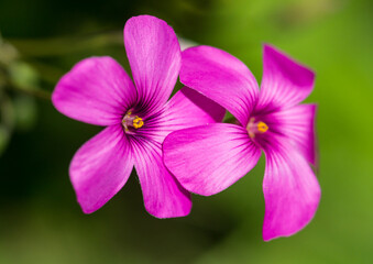 Oxalis Pairing