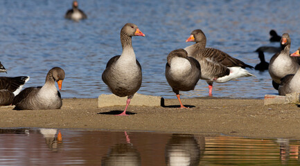 Group of grey lag geese in the shore of a marsh in Villafafila, Zamora, Spain