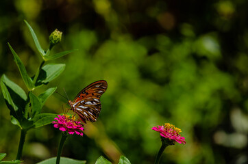 Fototapeta na wymiar Butterfly flying on a sunny day over the flowers of a botanical garden