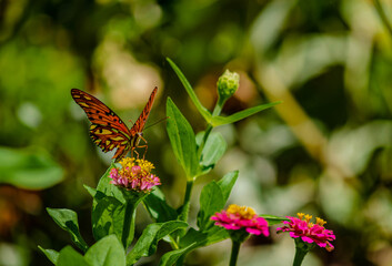 Butterfly flying on a sunny day over the flowers of a botanical garden