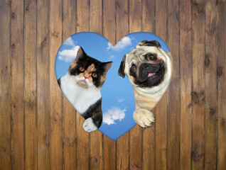 A cat and a pug dog are looking out through a heart shaped hole in a wooden fence.