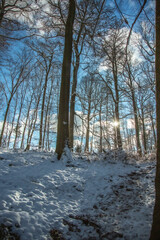 Winterwanderung im Pfälzer Wald