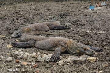 Komodo dragon in Komodo National Park on Rinca Island in Indonesia