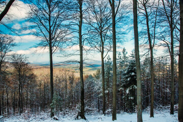 Winterwanderung im Pfälzer Wald