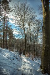 Winterwanderung im Pfälzer Wald