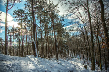 Wandern im Pfälzer Wald