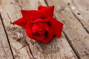 One red rose  opened out on  rough wooden surface. Copy space