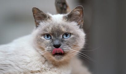 Older gray cat with piercing blue eyes, tongue out as she's licking her nose, closeup detail