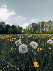 dandelions on a meadow