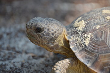Turtle Face Close up