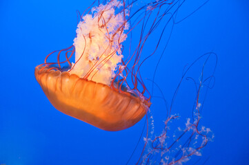 Jellyfish