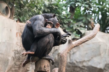 Mutterliebe - Schimpansen Mutter mit Naschwuchs im Leipziger Zoo