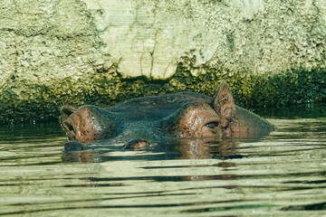 Closeup shot of a hippo face peeking out of a lake