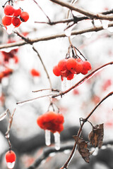 Viburnum in ice. Icing. Frozen berries. Nature. Red. Beautiful winter