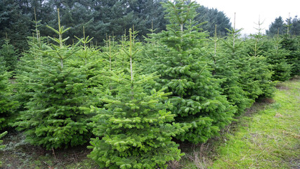 Fototapeta premium plantation with green christmas firs