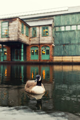 Ducks are mostly aquatic birds, mostly smaller than swans and geese, and may be found in both fresh...